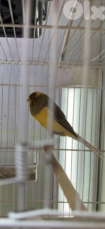 canary your variegated male كناري يورك 0