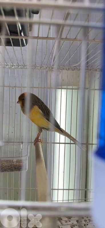 canary your variegated male كناري يورك 1