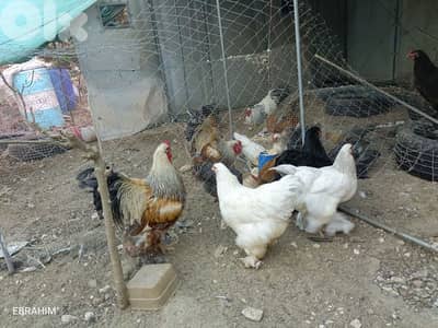 دجاج براهما