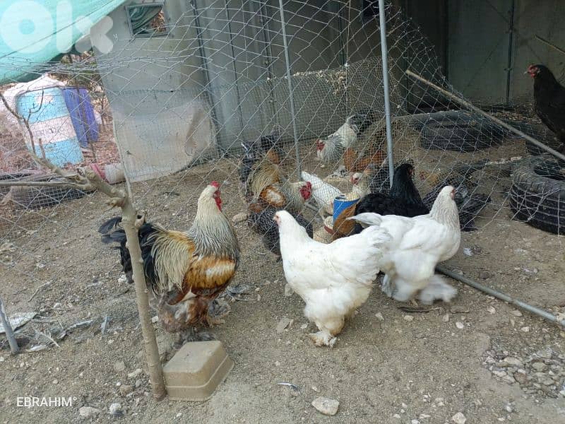 دجاج براهما 0