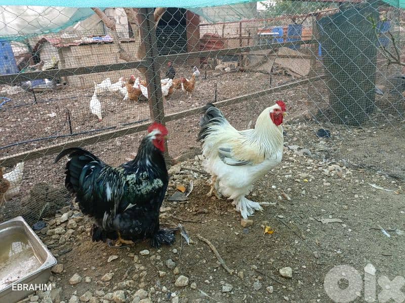 دجاج براهما 1