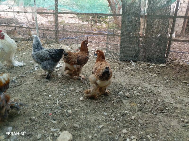 دجاج براهما 2