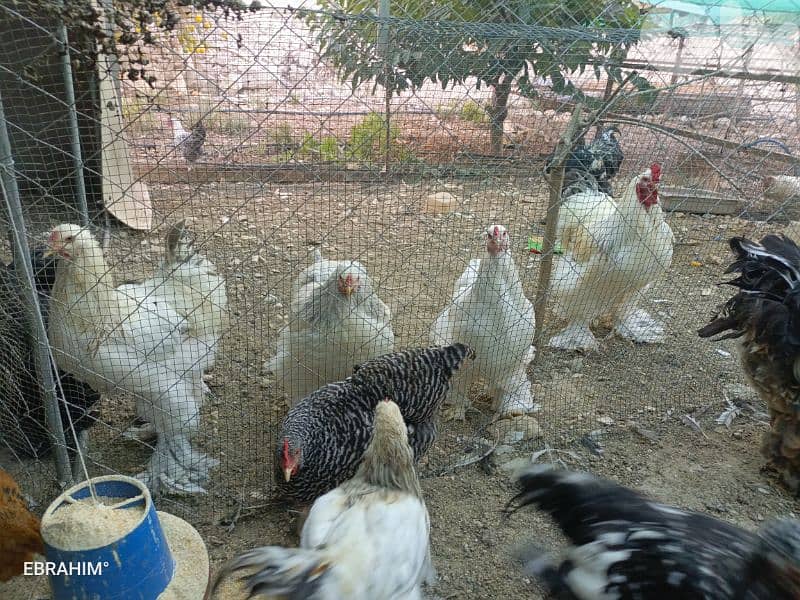 دجاج براهما 3