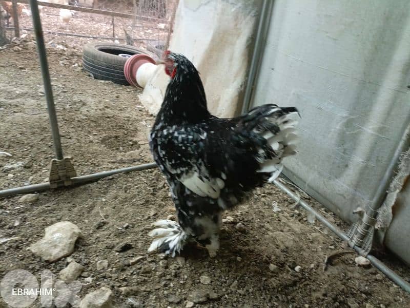 دجاج براهما 4