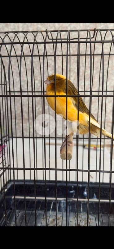 yorkshire canary with ring 0