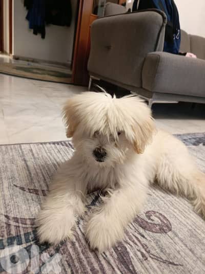 4 month Bichon