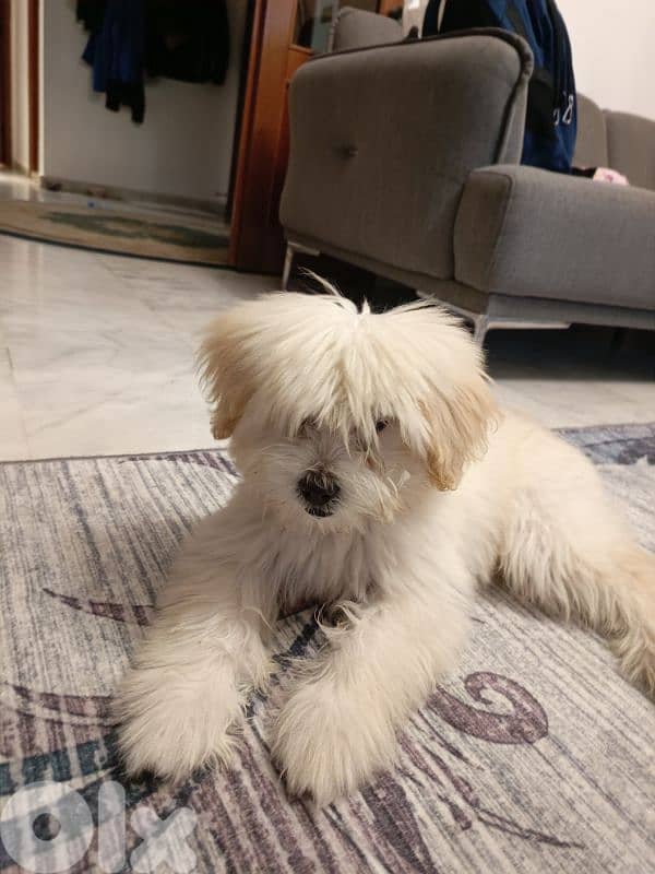 4 month Bichon 0