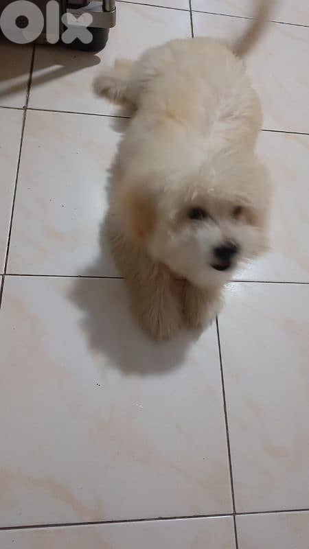 4 month Bichon 4
