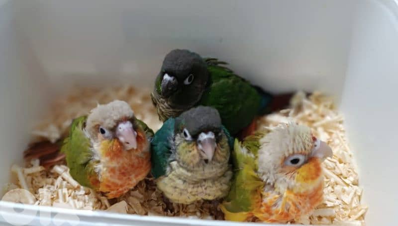 conure parrot chicks فراخ ببغاء كونيور 0