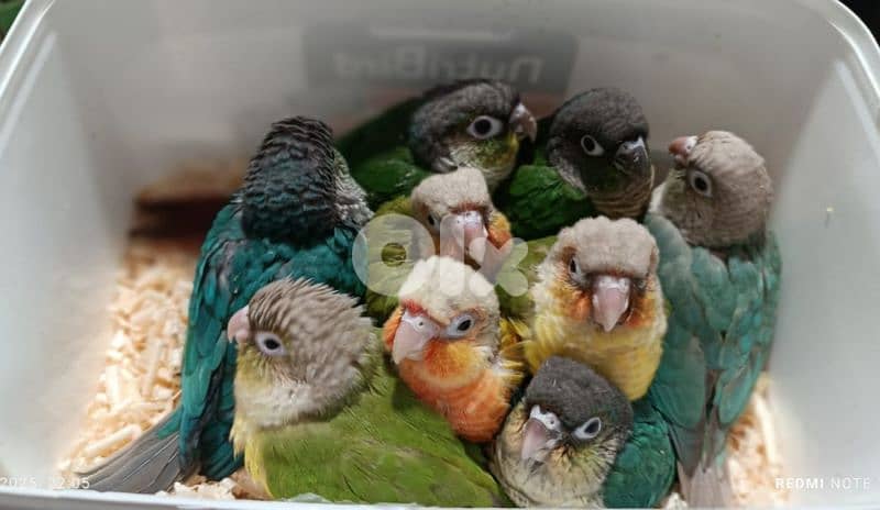 conure parrot chicks فراخ ببغاء كونيور 1