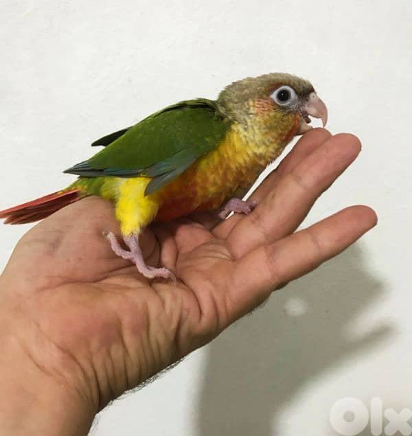 conure parrot chicks فراخ ببغاء كونيور 2