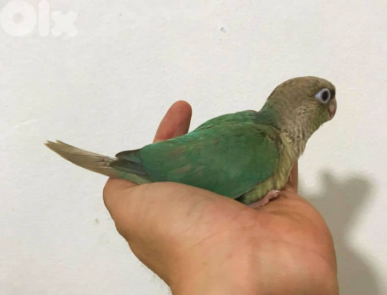conure parrot chicks فراخ ببغاء كونيور 3