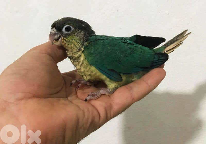conure parrot chicks فراخ ببغاء كونيور 4