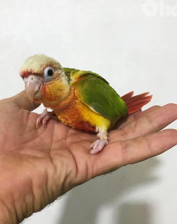 conure parrot chicks فراخ ببغاء كونيور 6