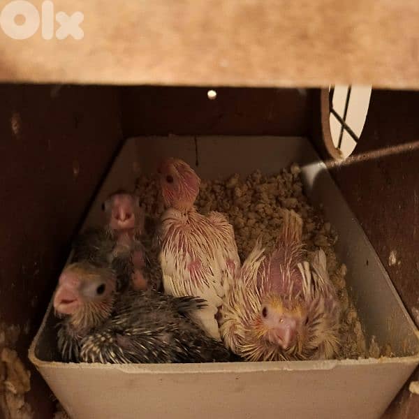 فروخ كروان 0