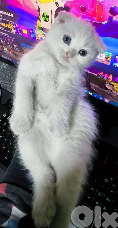 قطه صغيره سكوتش 0