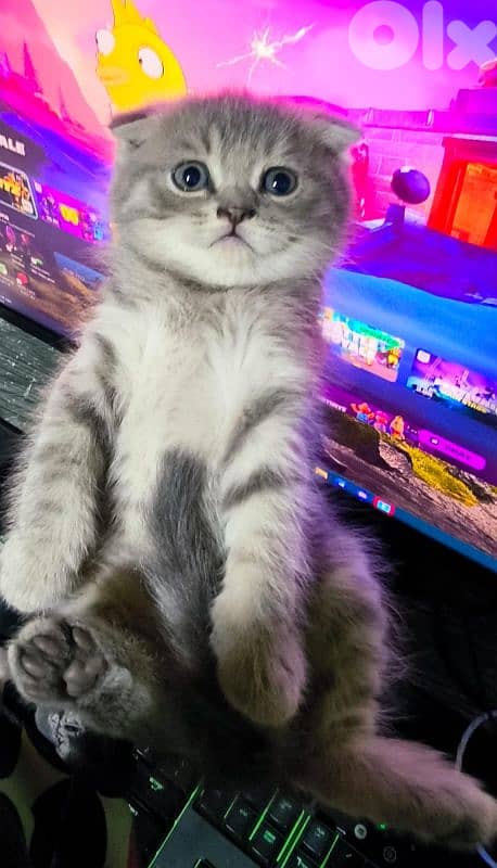 قطه صغيره سكوتش 1