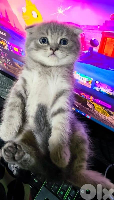 قطه صغيره سكوتش 4