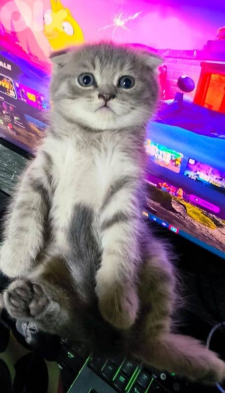 قطه صغيره سكوتش 6