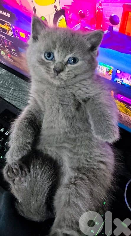 قطه صغيره سكوتش 7