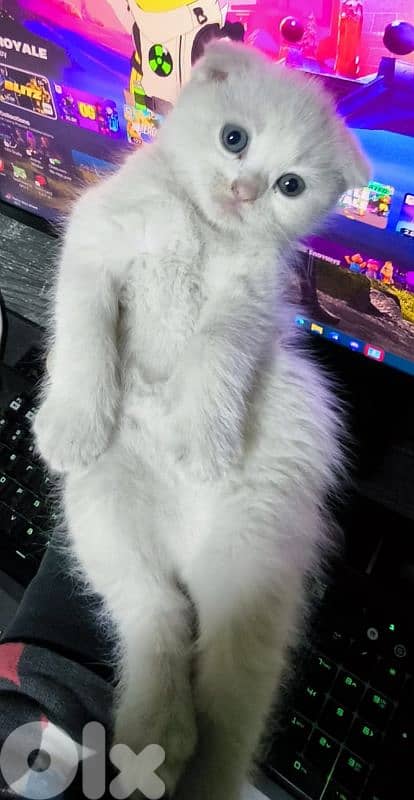 قطه صغيره سكوتش 8