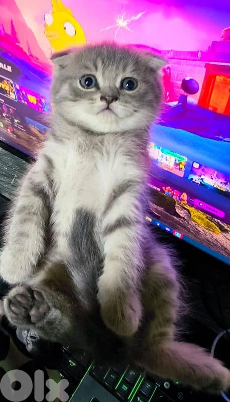 قطه صغيره سكوتش 9