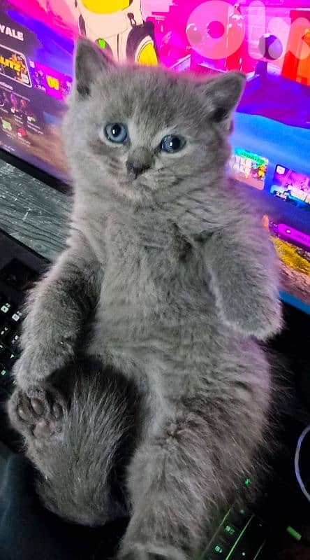 قطه صغيره سكوتش 10