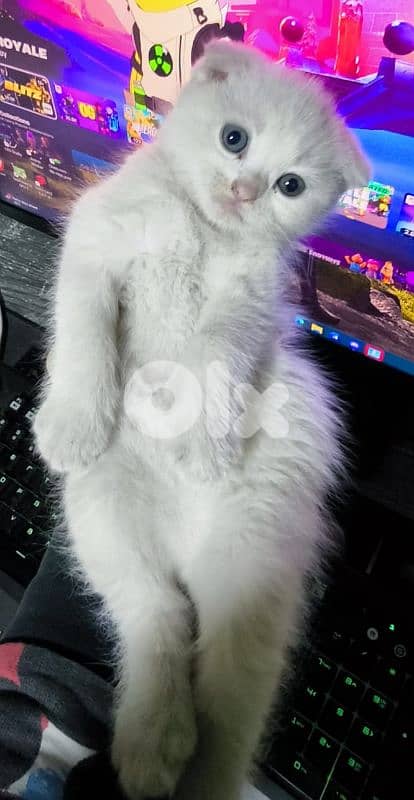 قطه صغيره سكوتش 14