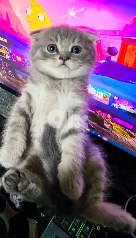 قطه صغيره سكوتش 16