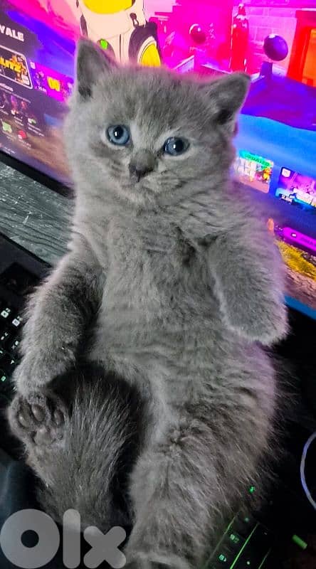 قطه صغيره سكوتش 17