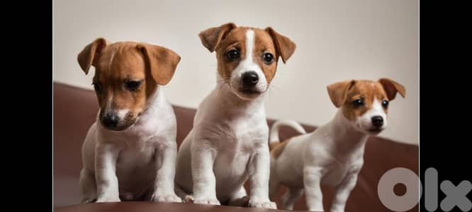 jack Russell  71789066