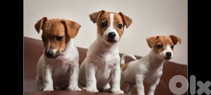 jack Russell  71789066 0