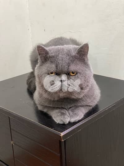 قط برتش بيور شورت  هير