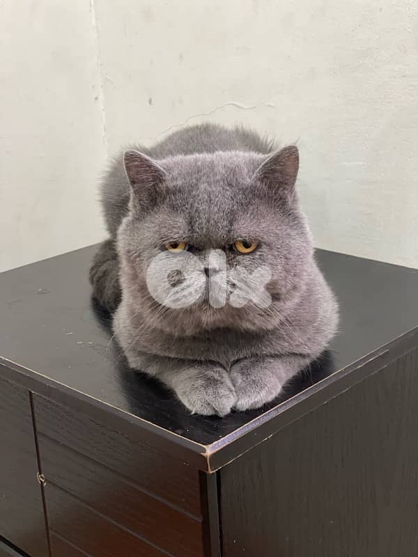 قط برتش بيور شورت  هير 0