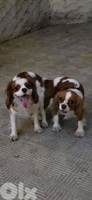 cavalier king charles 0