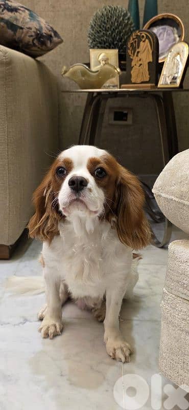 cavalier king charles 1