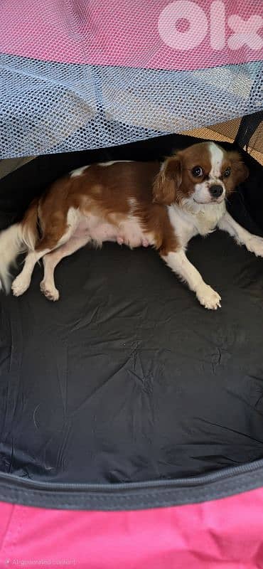 cavalier king charles 2