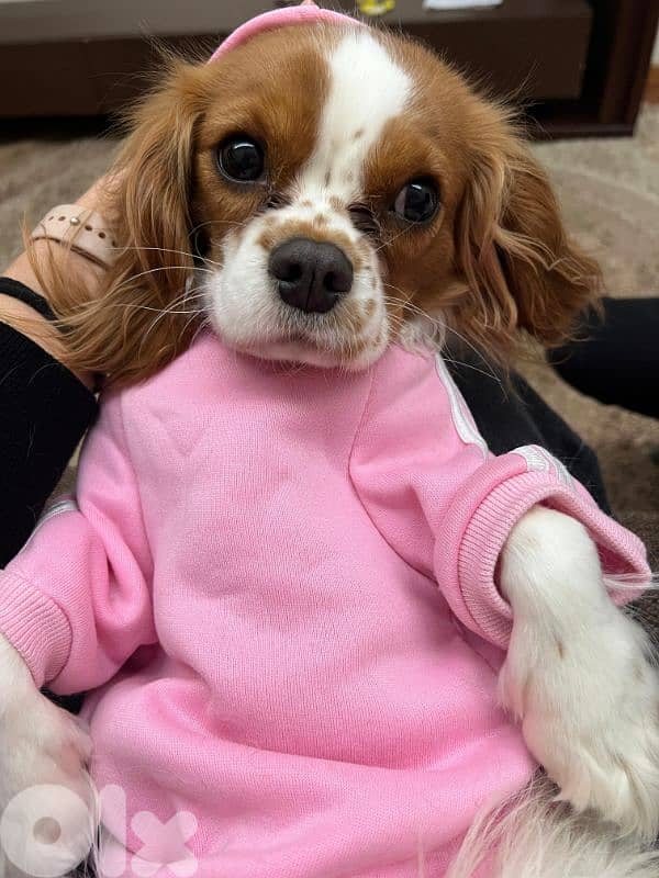 cavalier king charles 3