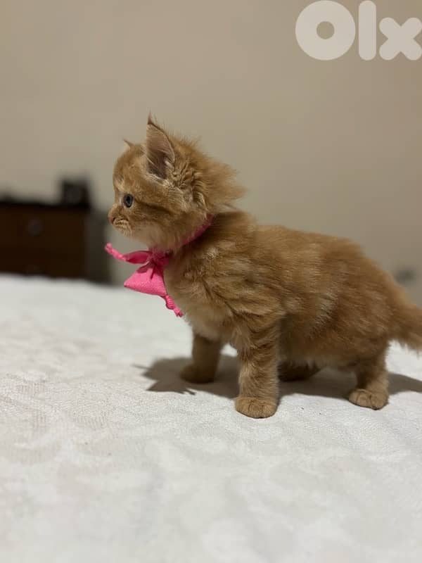 kitten  for sale 2