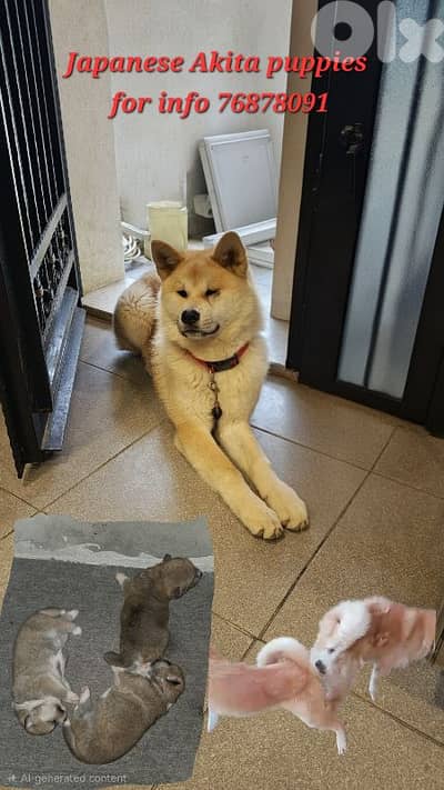 Japanese Akita puppies for sale