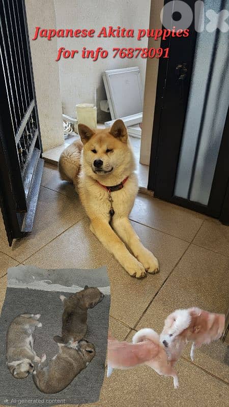 Japanese Akita puppies for sale 0
