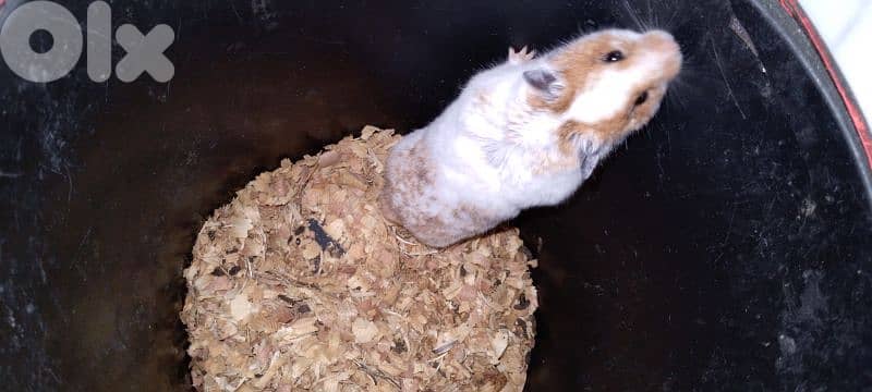hamster 1