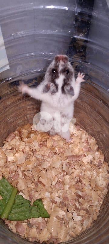hamster 2