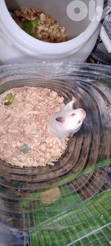 hamster 3