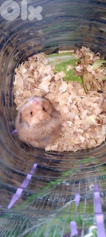 hamster 4