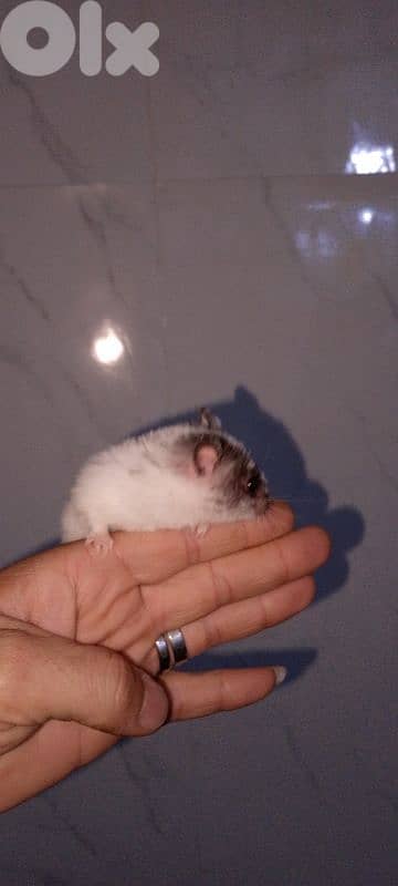hamster 6