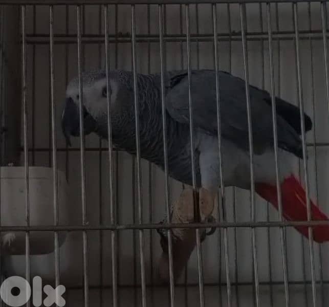 بيروت الاوزاعي 0