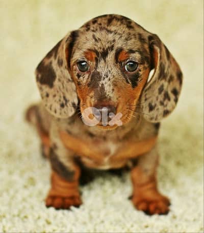 Special Dapple Dachshund Puppies/ dog كلاب