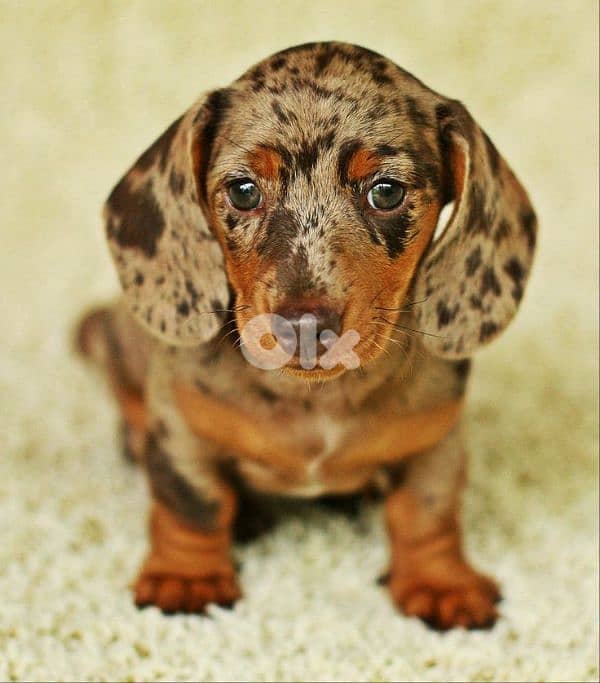 Special Dapple Dachshund Puppies/ dog كلاب 0