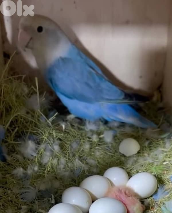 عرض خاص جوزين  روز أوبلاين  اميات شغالين 0